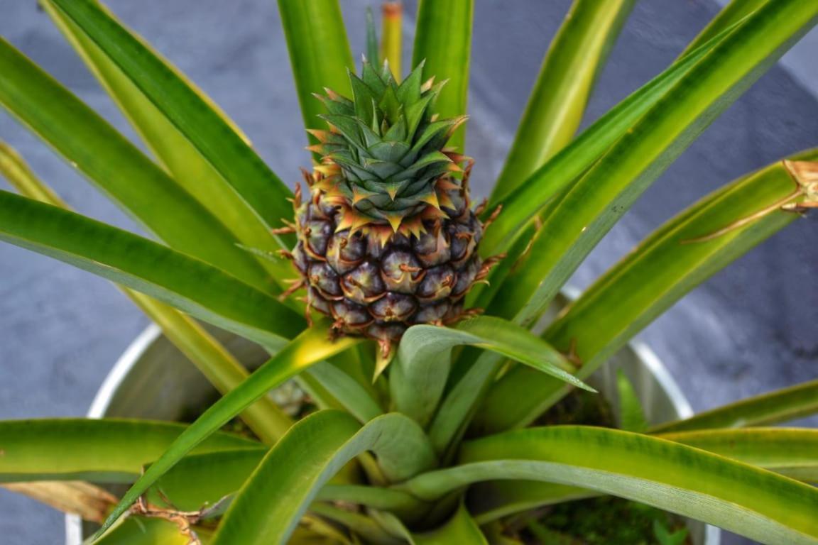Selvatica Alojamiento Eco (Adults Only) メデジン エクステリア 写真